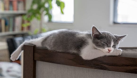 Cat sleeping on a sofa. Pets are good for our mental health.